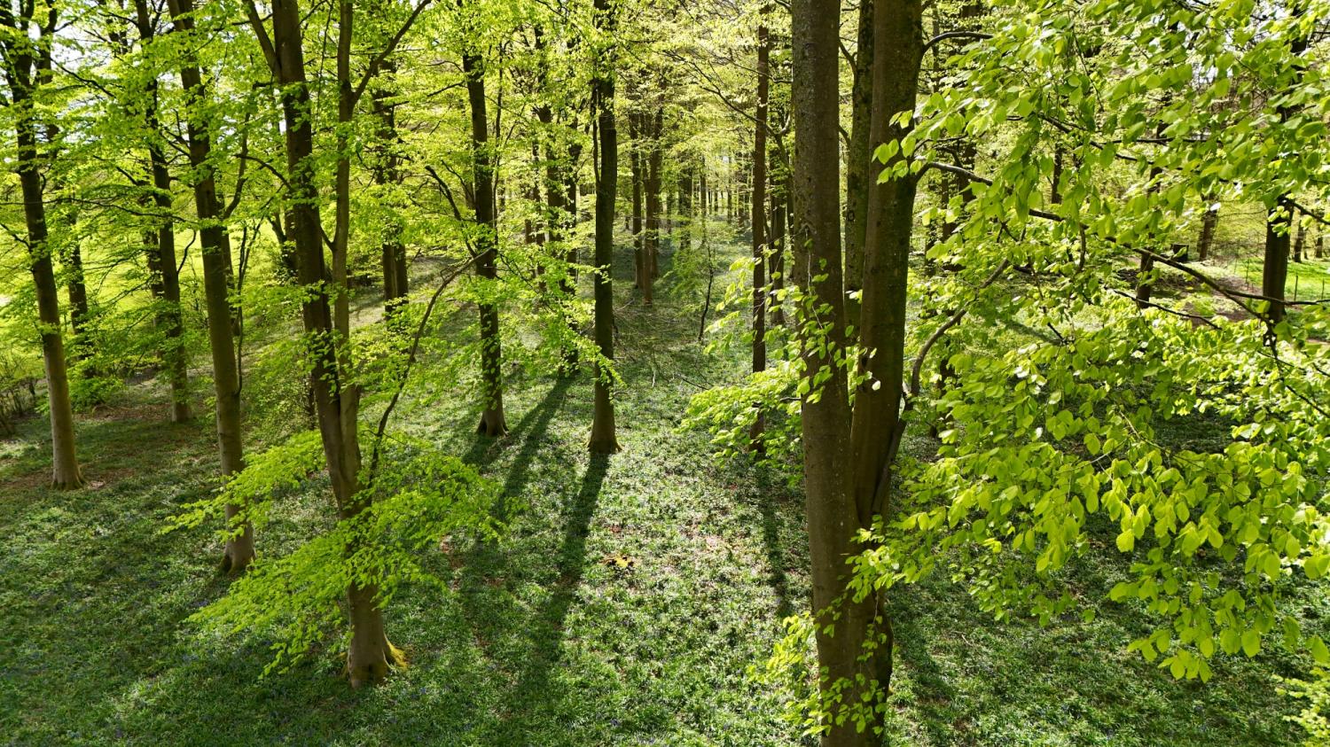 Wedding page St Ibbs - Maydencroft Manor -  For nature, celebration, and quiet brilliance.