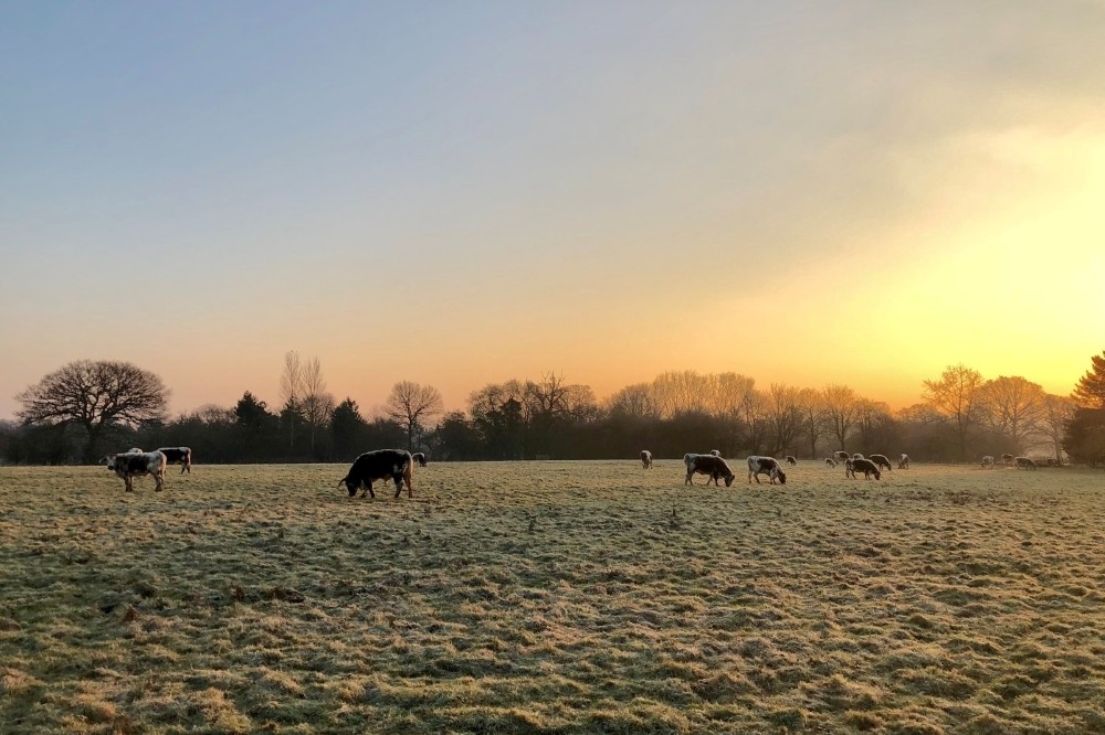 Conservation grazing Partner with us to restore your land using low-impact livestock that enhance biodiversity across Hertfordshire.