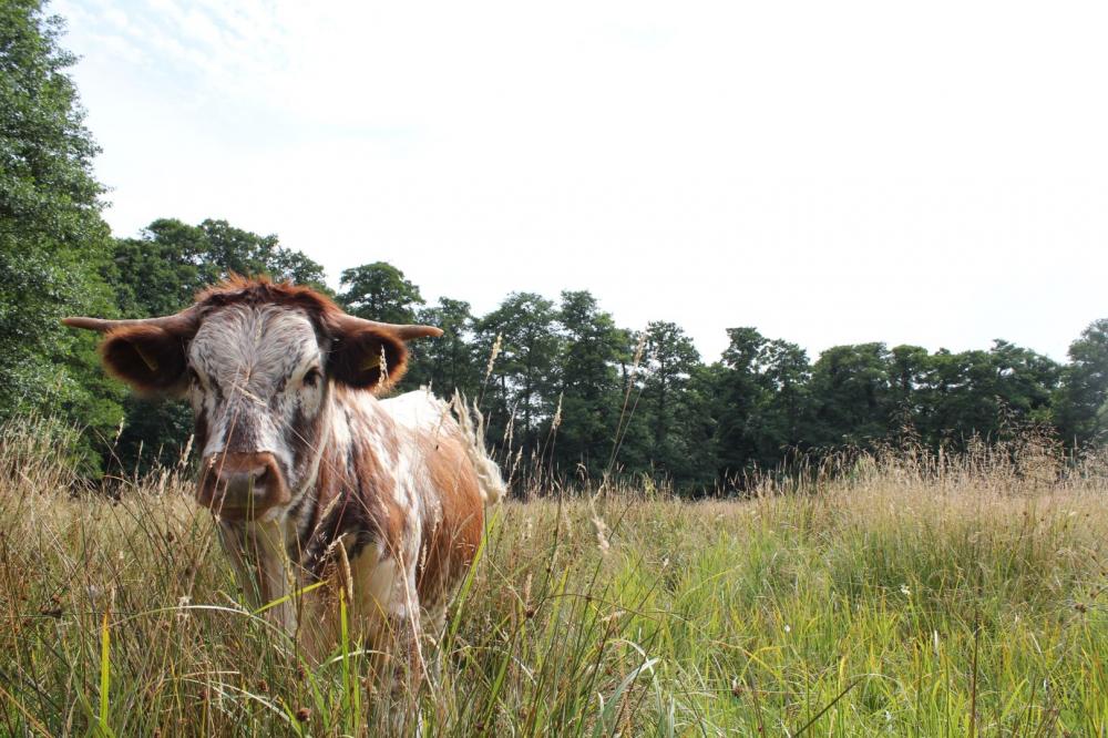 Supporting biodiversity across the region