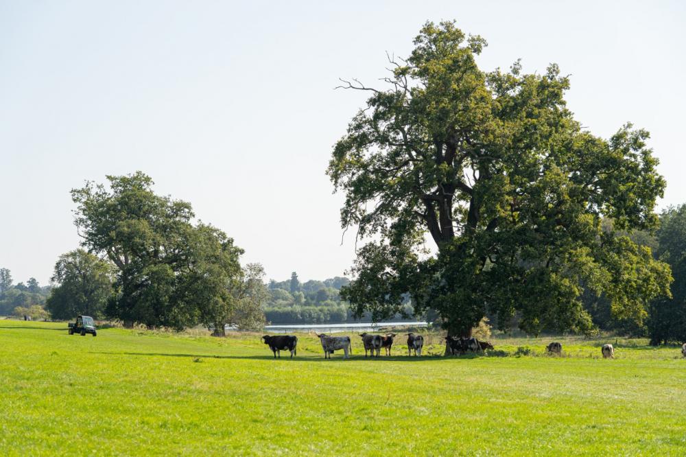 The Maydencroft Manor Longhorn herd